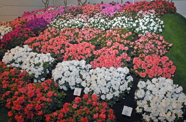 Floralin Gent 2010, Gentse Floralin 2010,200 Floralin, Floralin