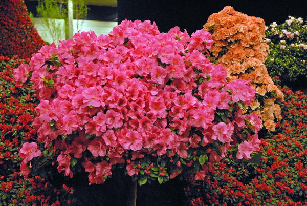 Floralin Gent 2010, Gentse Floralin 2010,200 Floralin, Floralin