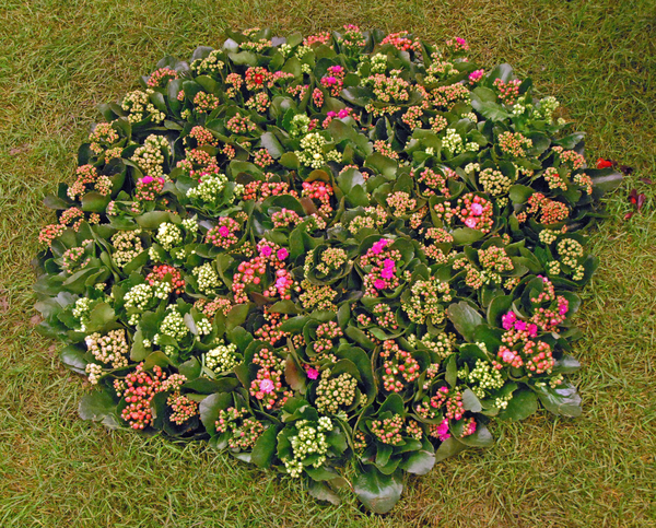 Floralin Gent 2010, Gentse Floralin 2010,200 Floralin, Floralin