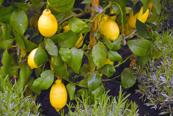 Floralin Gent 2010, Gentse Floralin 2010,200 Floralin, Floralin