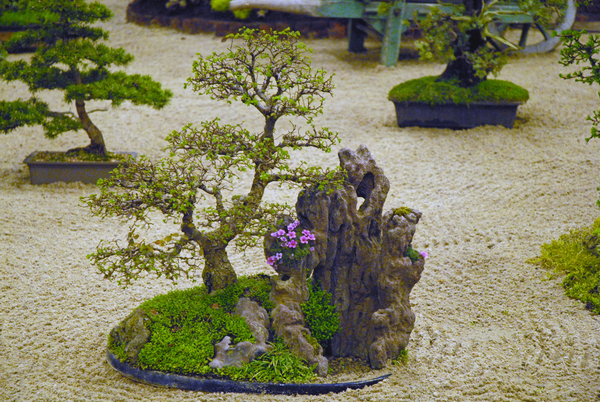 Floralin Gent 2010, Gentse Floralin 2010,200 Floralin, Floralin