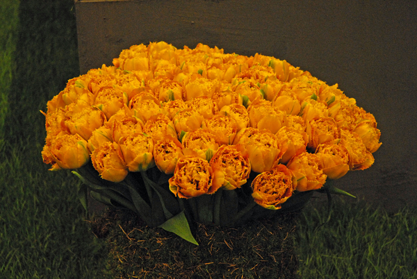 Floralin Gent 2010, Gentse Floralin 2010,200 Floralin, Floralin