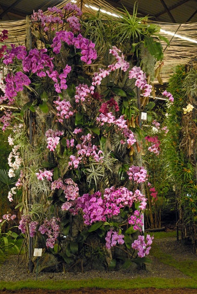 Floralin Gent 2010, Gentse Floralin 2010,200 Floralin, Floralin