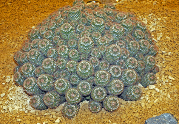 Floralin Gent 2010, Gentse Floralin 2010,200 Floralin, Floralin