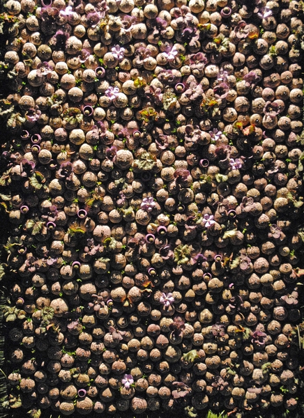 Floralin Gent 2010, Gentse Floralin 2010,200 Floralin, Floralin