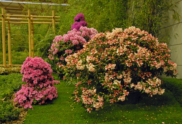 Floralin Gent 2010, Gentse Floralin 2010,200 Floralin, Floralin