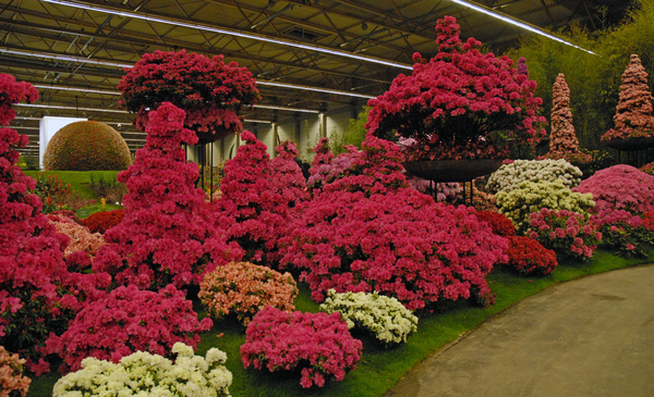 Floralin Gent 2010, Gentse Floralin 2010,200 Floralin, Floralin