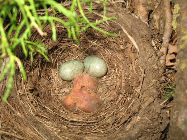 2 eitjes en 2 jonkies