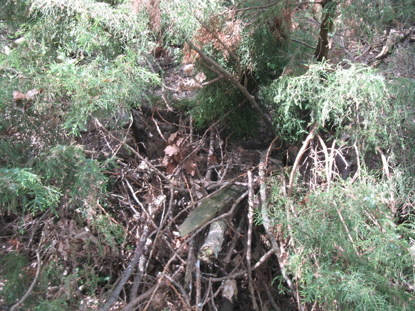 De struik waar ze geboren zijn