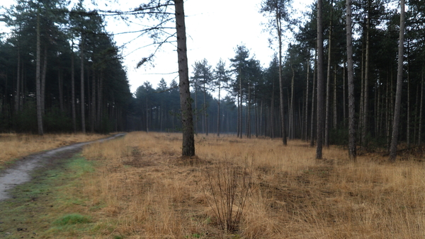 kalmthout heide