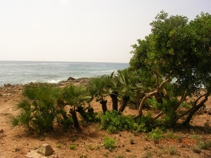 DSCN0384