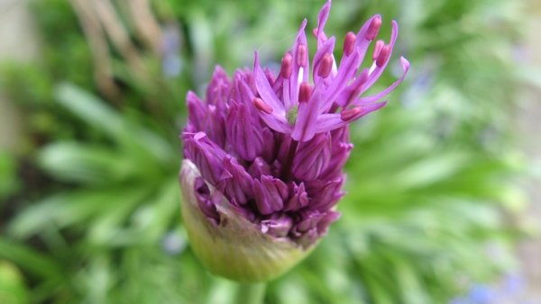 Ontluikende Allium