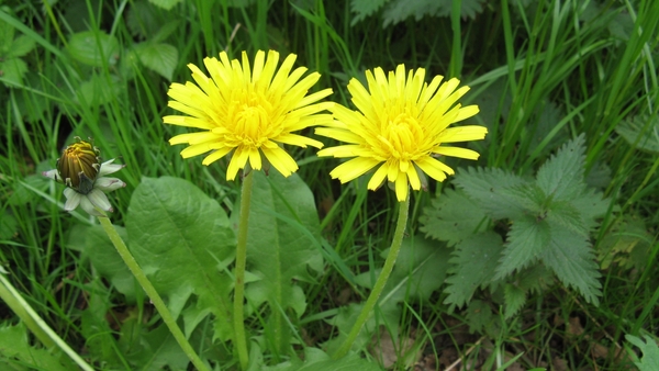 Paardebloemen