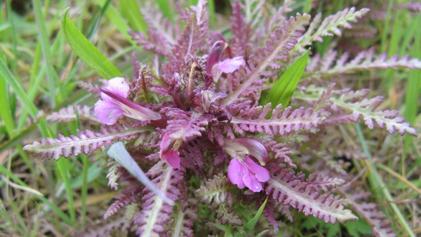 Heidekartelblad (zeldzaam)