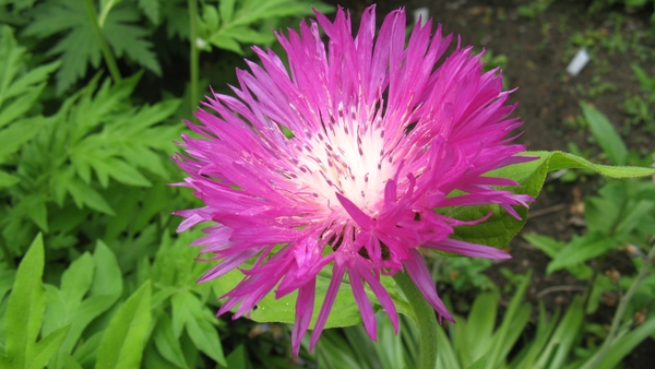 Stokesia laevis