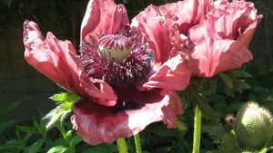 Papaver Orientale