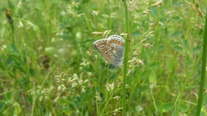 Icarusblauwtje (onderkant)