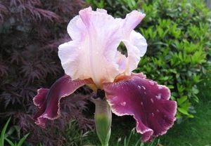 Iris