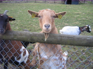 Hallo??is er nog wat lekkers