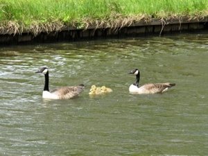 pa en ma met hun pasgeboren kinderen... 2010-mei