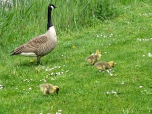 met mama op het gras...