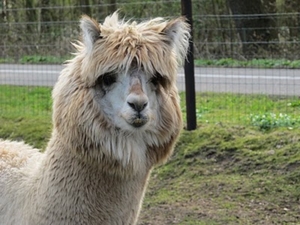 hoe vind u mij---