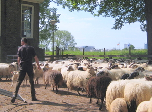 schapen in Holtenbroek