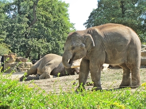 Dierentuin Emmen.