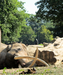 Doierenpark Emmen 2011