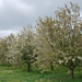 2010-05-04 JanMed Zoutleeruw (25)