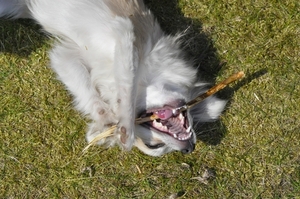 kijk eens mooie tandjes he!!!