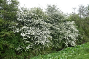 P1060205
