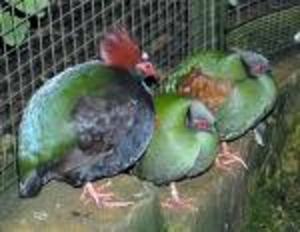 images[2]