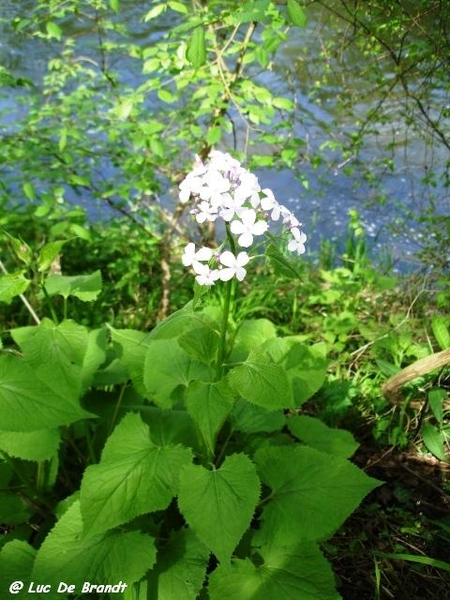 Ardennen wandeling Dinant