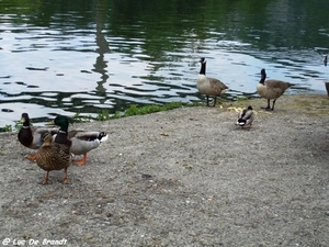 2010_05_08 Dinant 121