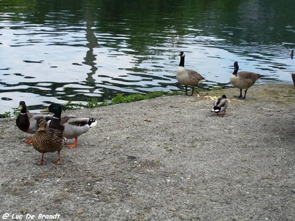 Ardennen wandeling Dinant