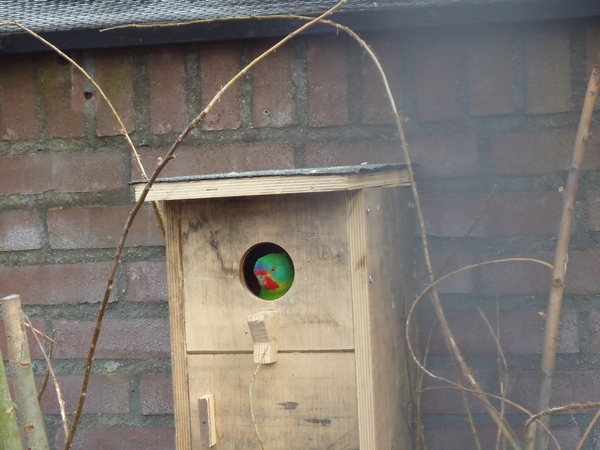 DSC00021 Swiftparkiet man