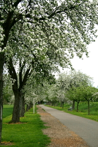 Bloesem Speelhof-11