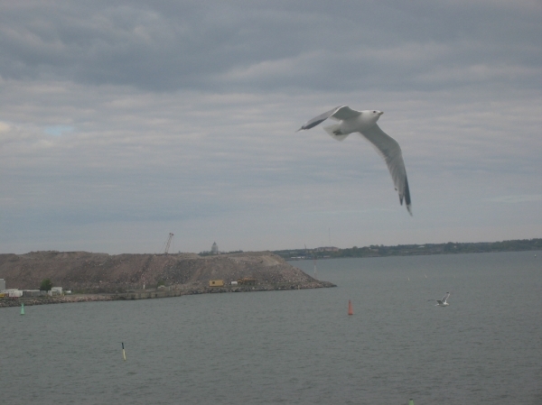 MSC Armonia 2008 090