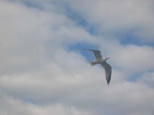 MSC Armonia 2008 093