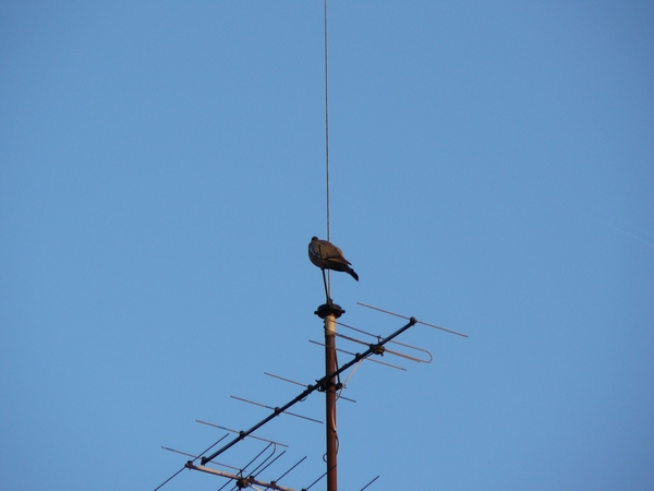 Denemarken 1 Pan 053