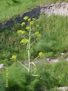 S4200052
