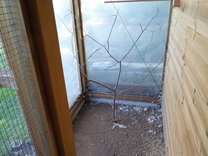 boompje in vogelkooi