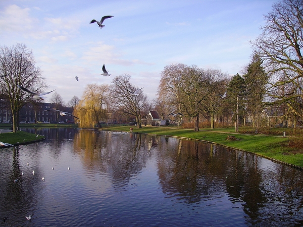 Als een meeuw in de wind