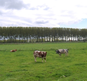 koein in de weide de damse vaart op de achtergrond.