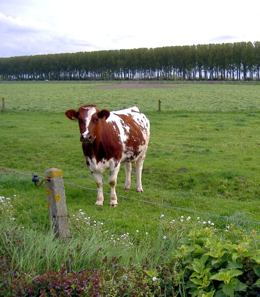 de koe vond het leuk gefotografeerd te worden . hahaha