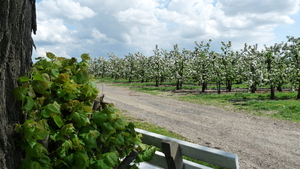 Lente in Haspengauw