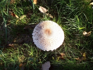 Image00015