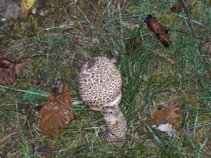 Image00016