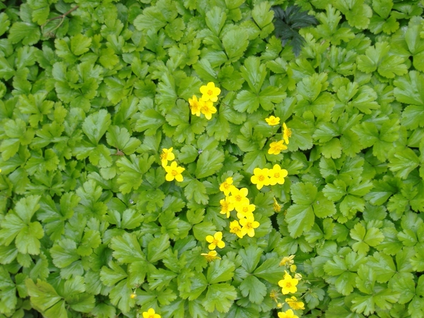 bloemetjes in mijn tuin van bodembedekkers